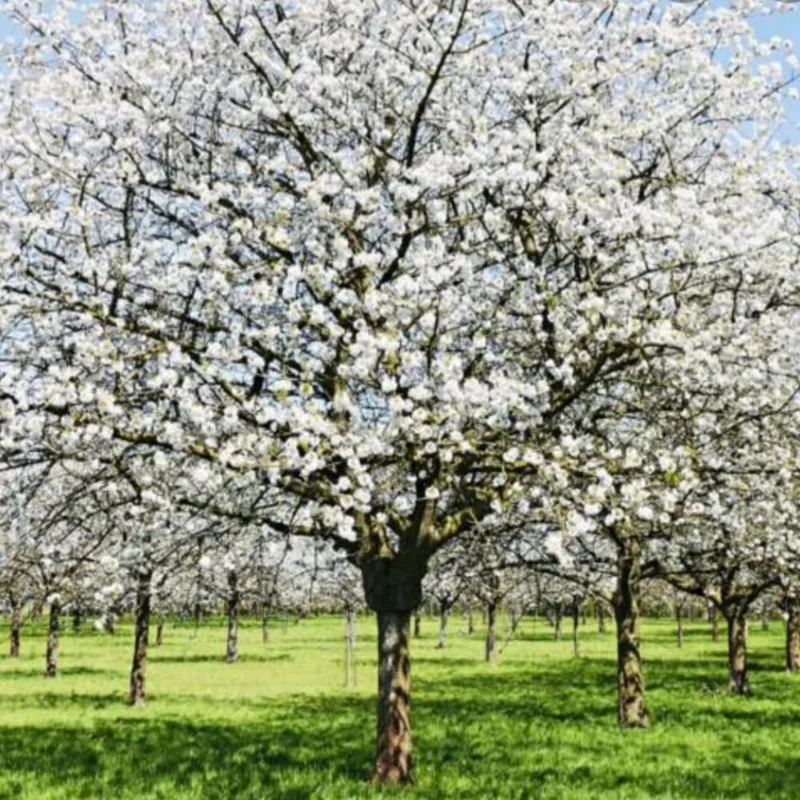 Cherry Blossom Tree Live Plant – Dark Pink Blooms – 6-12" Tall – Outdoor Ornamental - Image 2