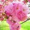 Cherry Blossom Tree Live Plant – Dark Pink Blooms – 6-12" Tall – Outdoor Ornamental - Image 1