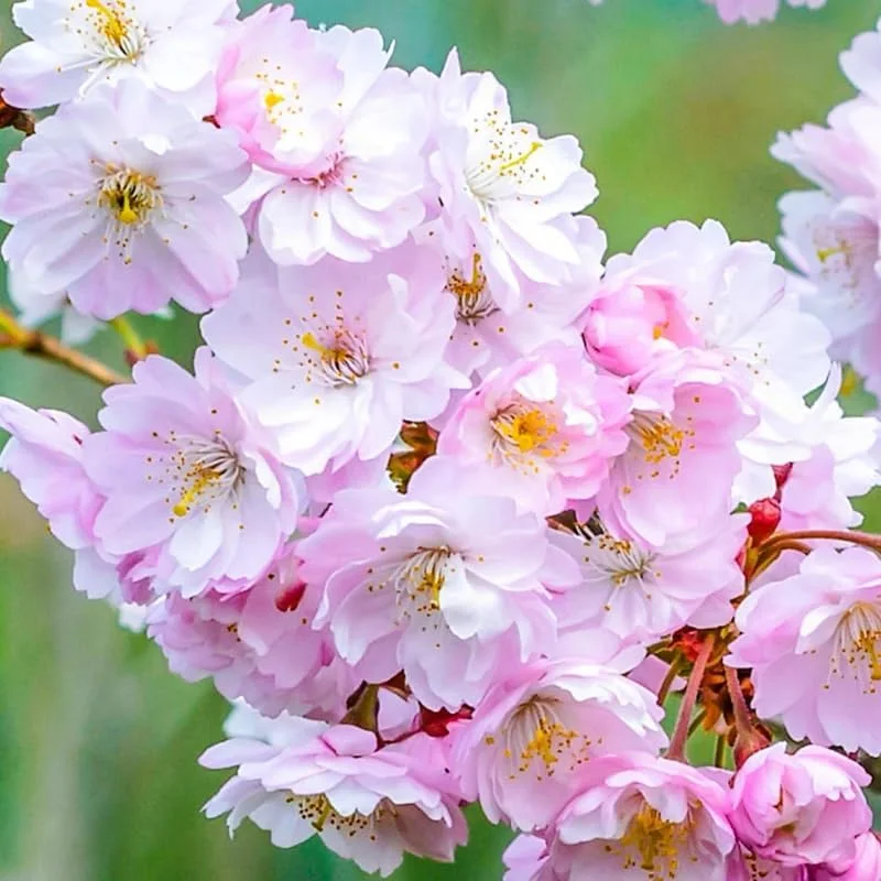 Cherry Blossom Tree Plant - Live Pink to White Flowering Tree, 2.5 Inch Pot, Outdoor - Image 2
