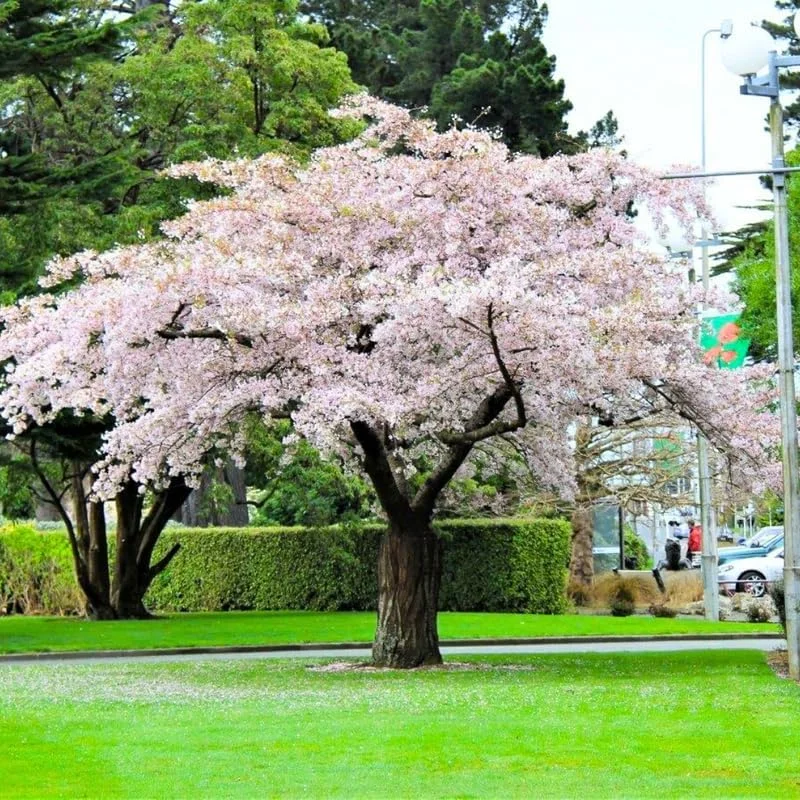 Cherry Blossom Tree Plant - Live Pink to White Flowering Tree, 2.5 Inch Pot, Outdoor - Image 3