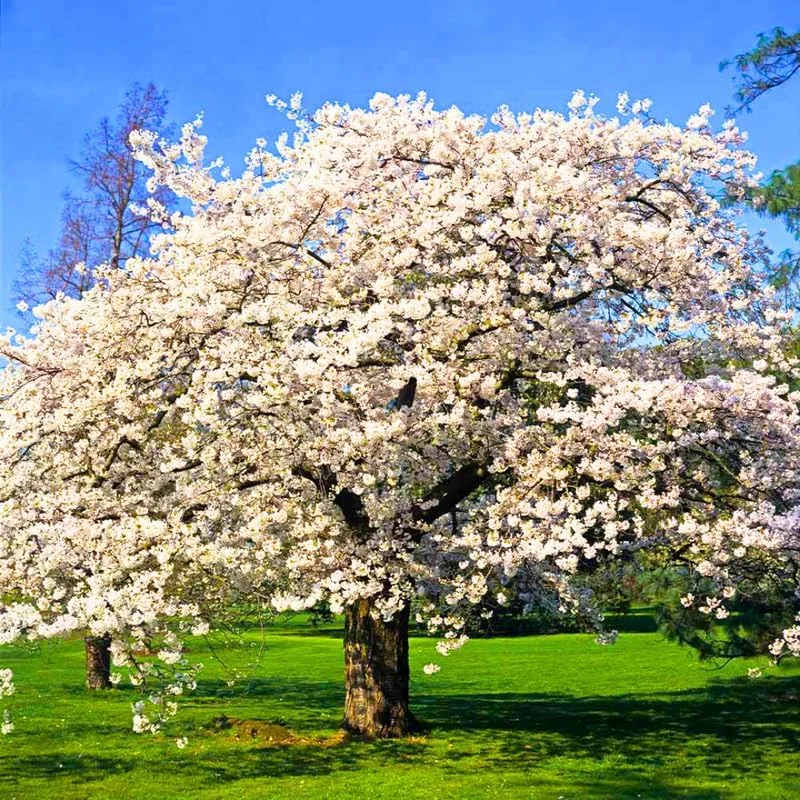 Cherry Blossom Tree Plant - Live Pink to White Flowering Tree, 2.5 Inch Pot, Outdoor - Image 4