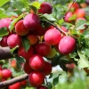 Cherry Plum Tree Live Plant – 2-3 Feet Tall – Hardy Fruit Tree – Bareroot Dormant - Image 1