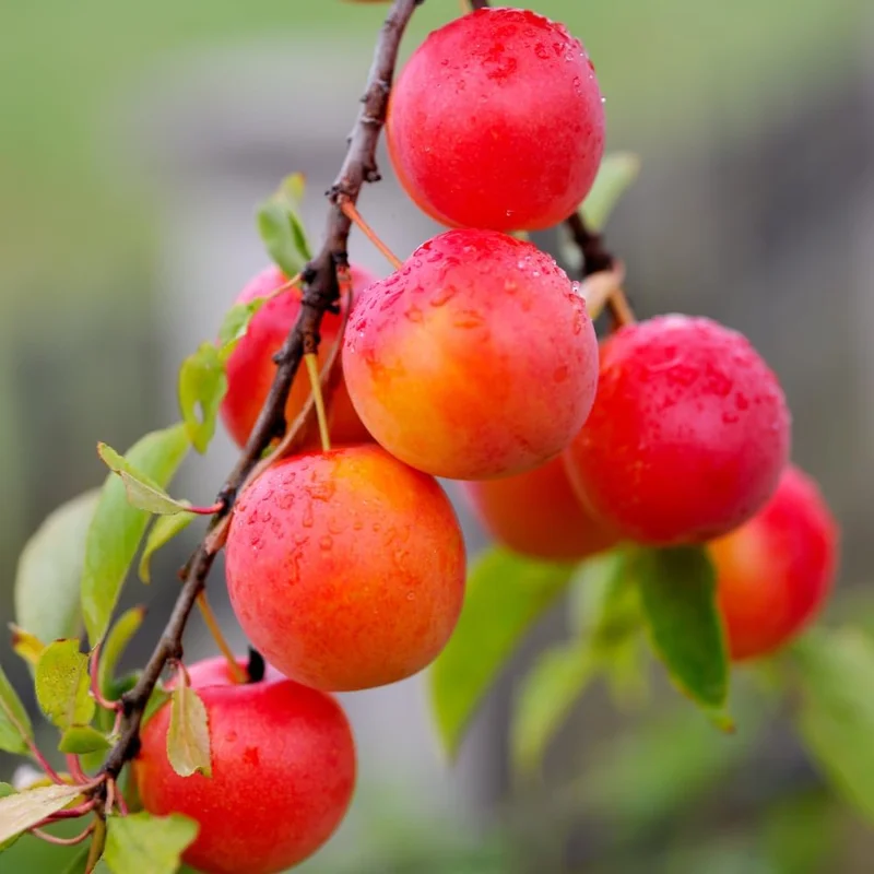 Cherry Plum Tree Live Plant, 2-3 ft Tall Bare Root, Outdoor Fruit Tree - Image 2
