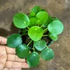 Chinese Money Plant Live Plant – Pilea Peperomioides – 4 inch Pot – Indoor Houseplant - Image 1