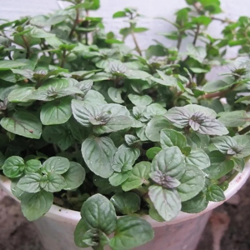 Chocolate Mint Live Plants - 3 Pack, 4-8" Tall Fragrant Herb, USDA Zones 4-9 - Image 2