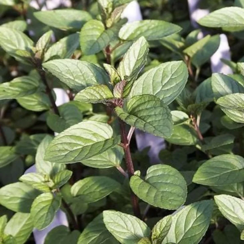 Chocolate Mint Live Plants - 3 Pack, 4-8" Tall Fragrant Herb, USDA Zones 4-9 - Image 3