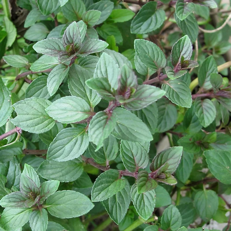 Chocolate Mint Live Plants - 3 Pack, 4-8" Tall Fragrant Herb, USDA Zones 4-9 - Image 4