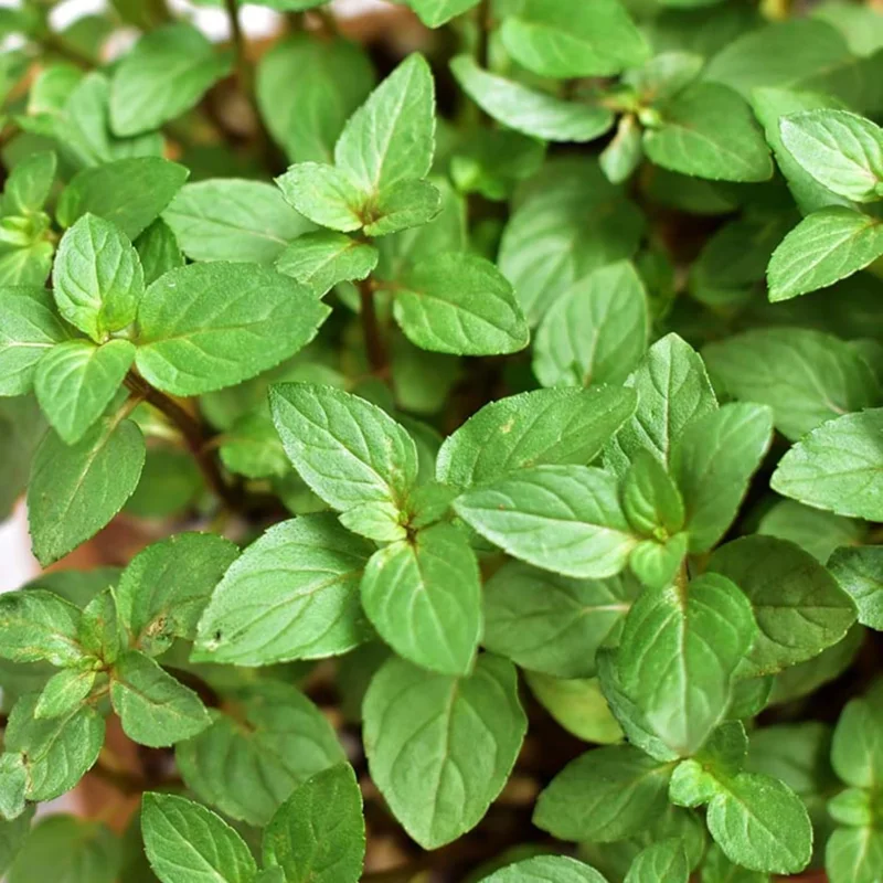 Chocolate Mint Live Plants - 3 Pack, 4-8" Tall Fragrant Herb, USDA Zones 4-9 - Image 1