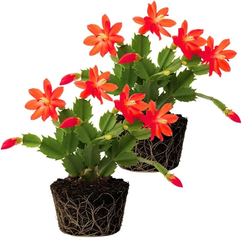 Christmas Cactus Live Plant Mix - 2-Pack, 4-7 Inch Tall Potted Houseplant - Image 2