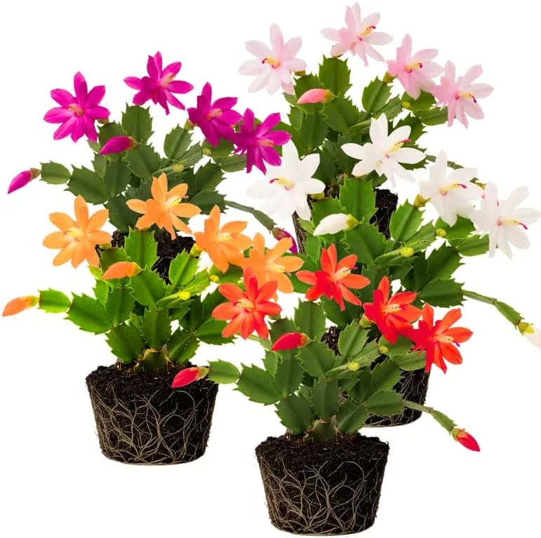 Christmas Cactus Live Plant Mix - 2-Pack, 4-7 Inch Tall Potted Houseplant - Image 1