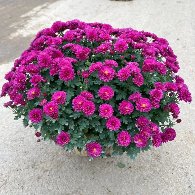 Chrysanthemum Live Plants – Mixed Colors – 2 Count Perennials – 5-7 inches Tall – Full Sun - Image 4