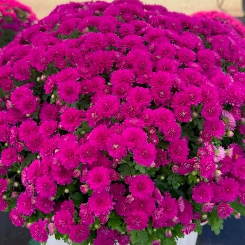 Chrysanthemum Live Plants – Mixed Colors – 2 Count Perennials – 5-7 inches Tall – Full Sun - Image 5