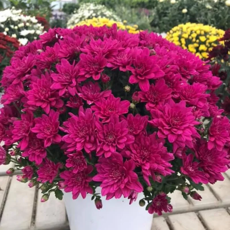 Chrysanthemum Live Plants – Mixed Colors – 2 Count Perennials – 5-7 inches Tall – Full Sun - Image 6