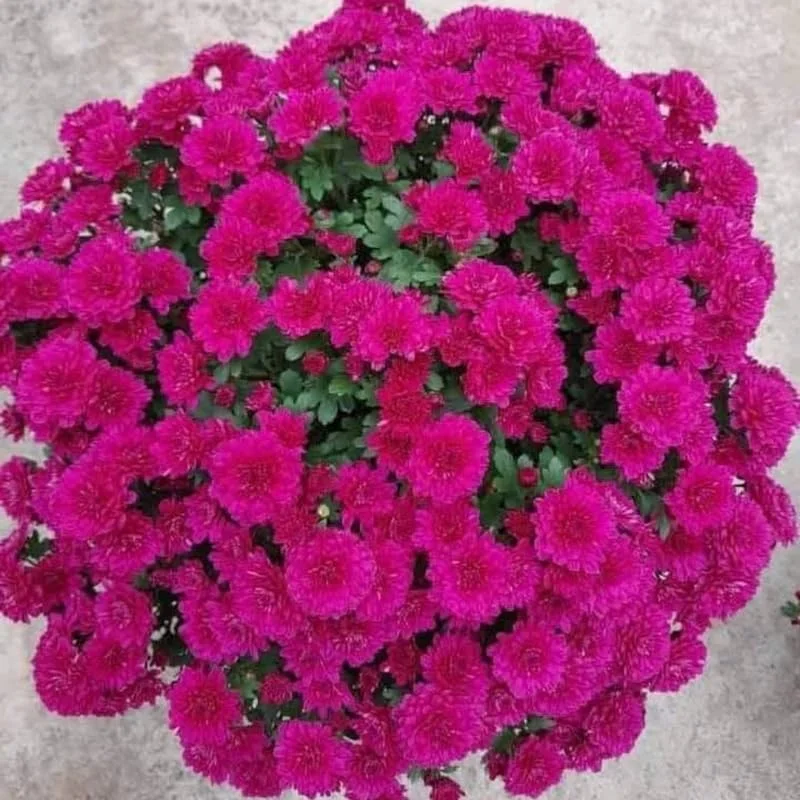 Chrysanthemum Live Plants – Mixed Colors – 2 Count Perennials – 5-7 inches Tall – Full Sun - Image 7