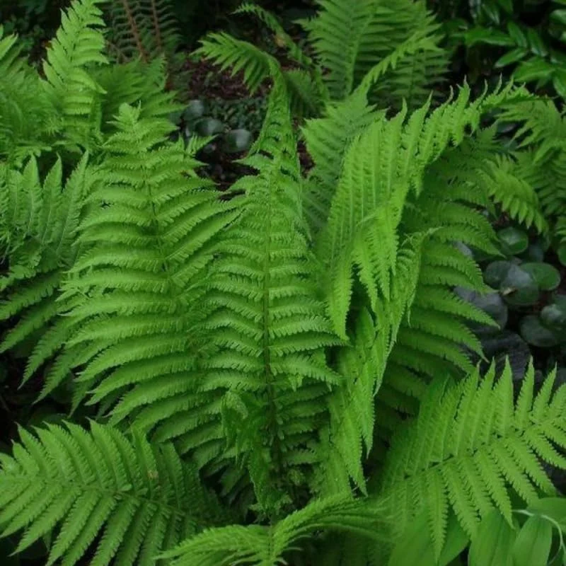 Cinnamon Fern Bare Roots – 10 Live Plants – 3-6 Inches Tall – Indoor/Outdoor - Image 3