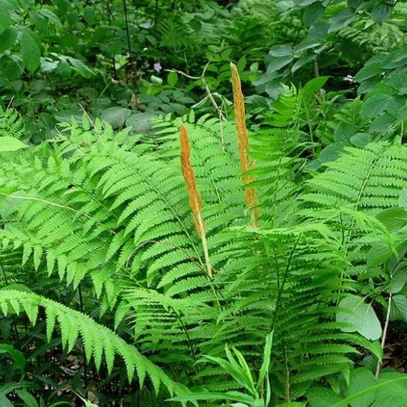 Cinnamon Fern Bare Roots – 10 Live Plants – 3-6 Inches Tall – Indoor/Outdoor - Image 5