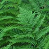 Cinnamon Fern Bare Roots – 10 Live Plants – 3-6 Inches Tall – Indoor/Outdoor - Image 1