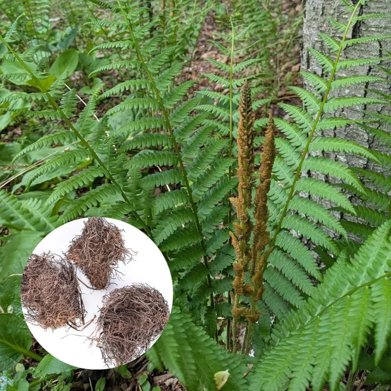 Cinnamon Fern Rhizomes - 5 Pack - 3-5 Inch Roots for Indoor & Outdoor - Image 2