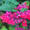 Clerodendrum Bleeding Heart Vine Live Plant - 3 Pack, 5-10 Inch Height, Indoor/Outdoor - Image 1