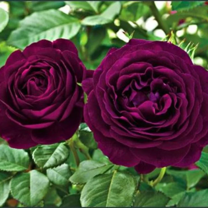 Climbing Rose Live Plant – 5-9" Tall, Well-Rooted, Fragrant Purple Blooms - Image 2