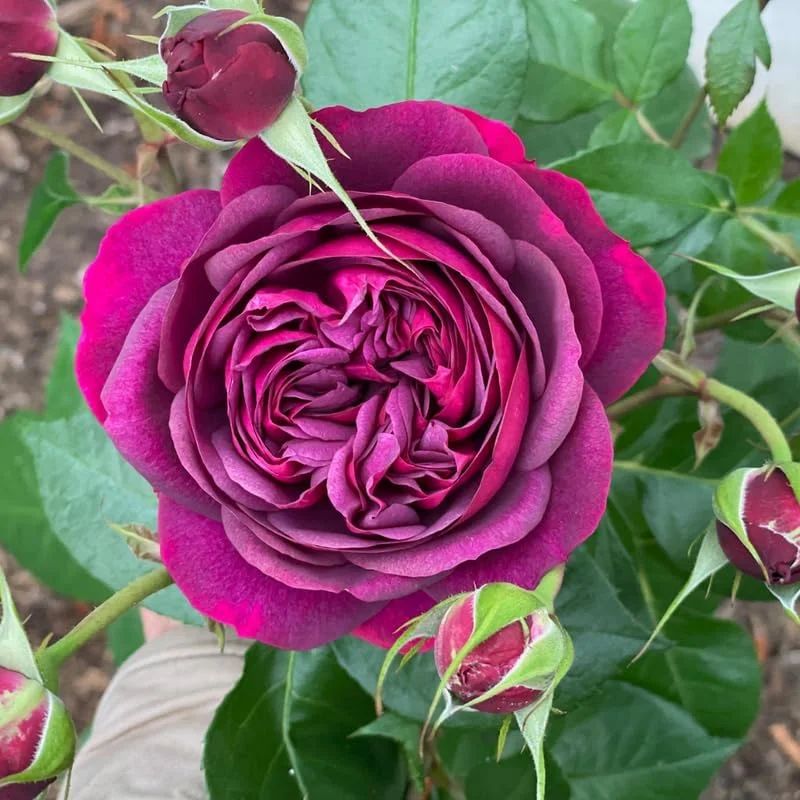 Climbing Rose Live Plant – 5-9" Tall, Well-Rooted, Fragrant Purple Blooms - Image 5