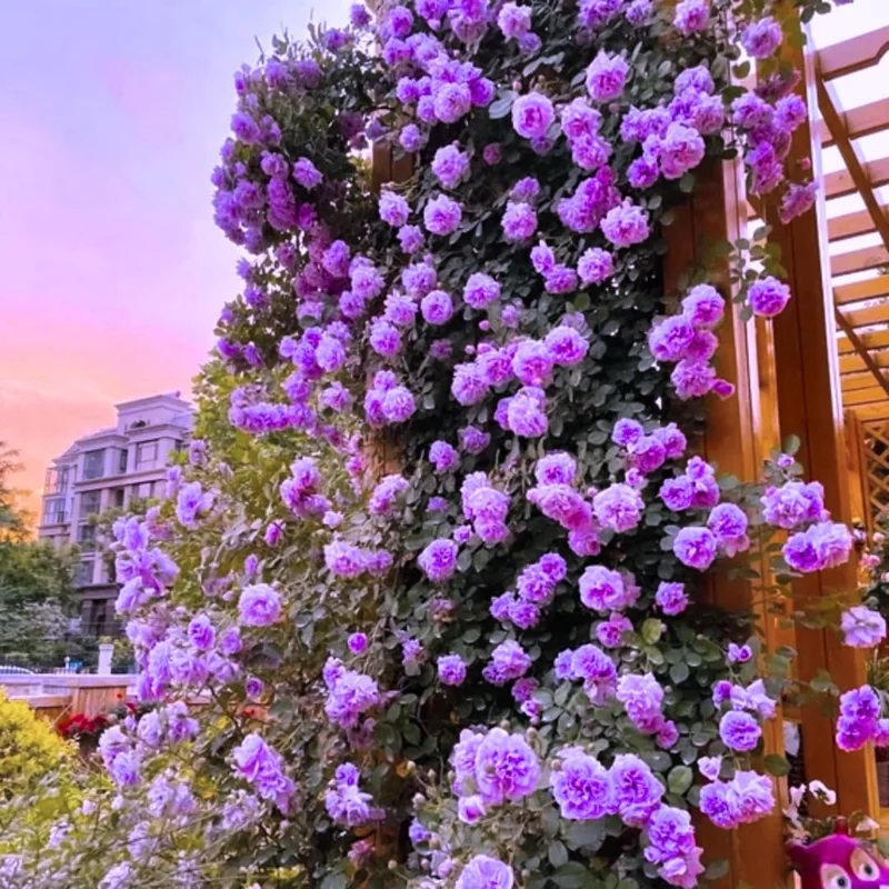 Climbing Rose Live Plant – 5-9" Tall, Well-Rooted, Fragrant Purple Blooms - Image 1