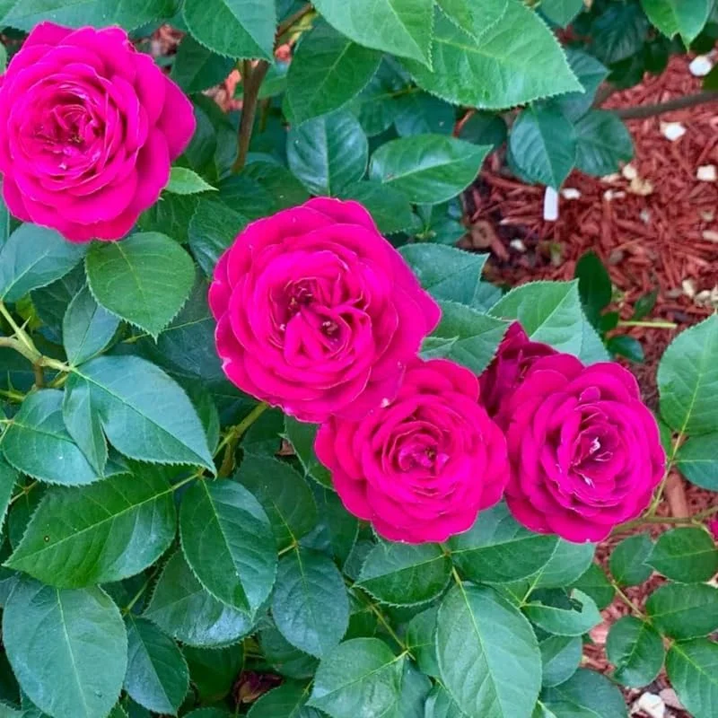 Climbing Rose Live Plant – 5-9" Tall, Well-Rooted, Fragrant Purple Blooms - Image 6