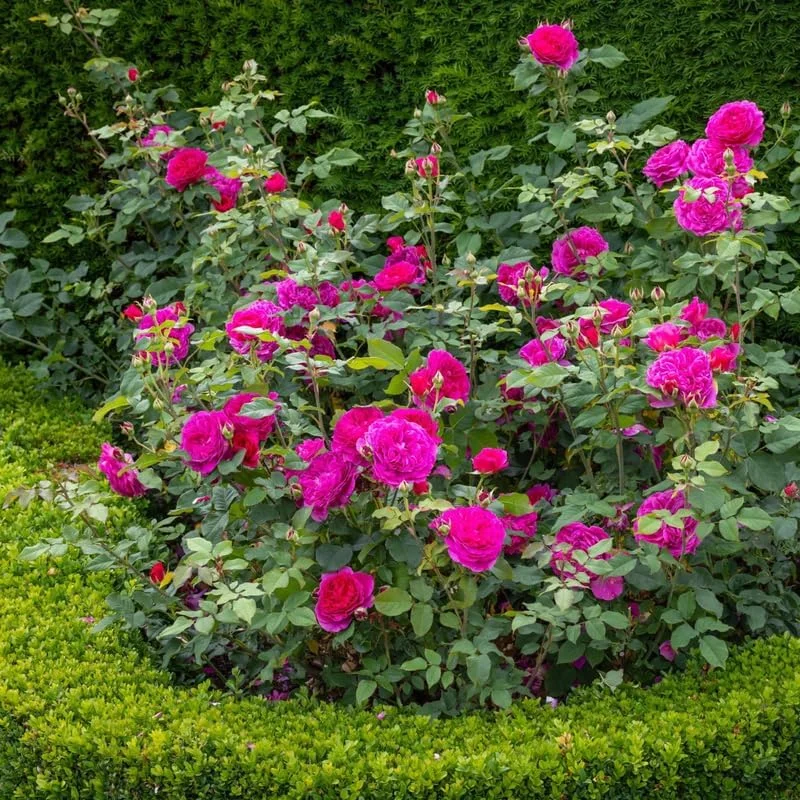 Climbing Rose Live Plant – 5-9" Tall, Well-Rooted, Fragrant Purple Blooms - Image 7