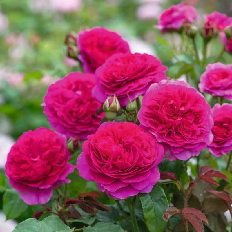 Climbing Rose Live Plant – 5-9" Tall, Well-Rooted, Fragrant Purple Blooms - Image 8