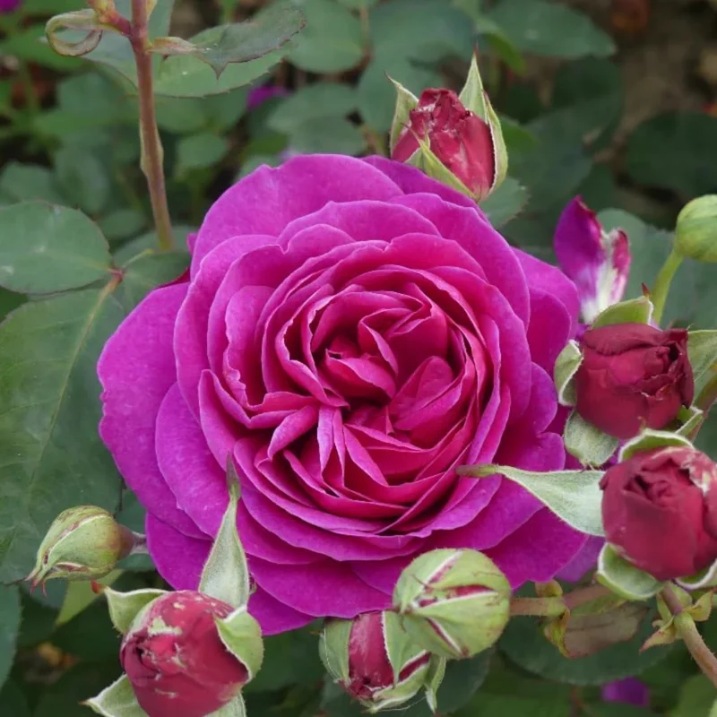 Climbing Rose Live Plant – 5-9" Tall, Well-Rooted, Fragrant Purple Blooms - Image 9