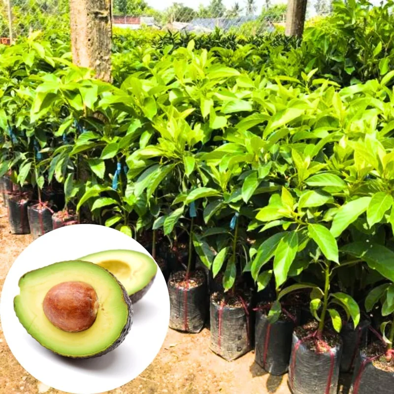 Cold Hardy Avocado Tree Live Plant – 1-2 Feet Tall – Indoor/Outdoor – Zones 5-11 - Image 1