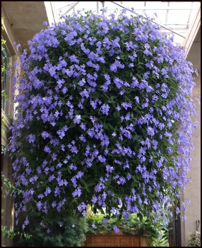 Concord Blue Streptocarpella Live Plant - Blue Orchid-like Flowers, Perennial - Image 2