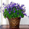 Concord Blue Streptocarpella Live Plants - 2 Pack, 4-6" Tall, Indoor/Outdoor - Image 1