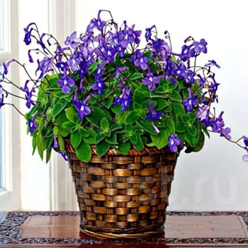 Concord Blue Streptocarpella Live Plants - 2 Pack, 4-6" Tall, Indoor/Outdoor - Image 1