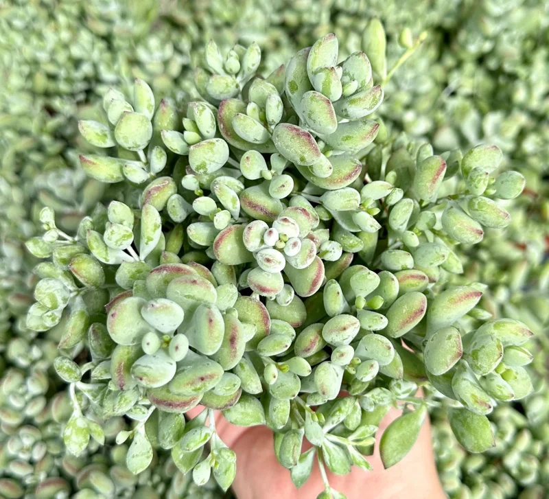 Cotyledon Pendens Live Plant Trailing Succulent 2in 4in 6in Pot - Image 2