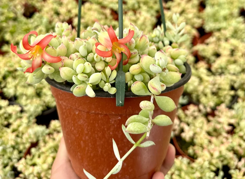 Cotyledon Pendens Live Plant Trailing Succulent 2in 4in 6in Pot - Image 4