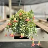 Cotyledon Pendens Live Plant Trailing Succulent 2in 4in 6in Pot - Image 1