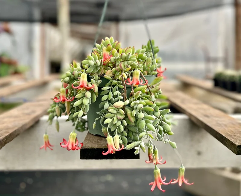 Cotyledon Pendens Live Plant Trailing Succulent 2in 4in 6in Pot - Image 1