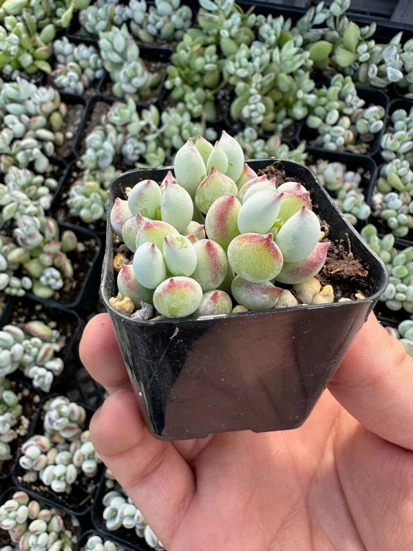 Cotyledon Pendens Live Plant Trailing Succulent 2in 4in 6in Pot - Image 5