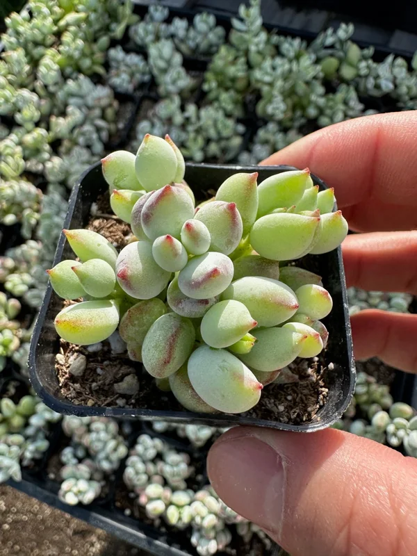 Cotyledon Pendens Live Plant Trailing Succulent 2in 4in 6in Pot - Image 6