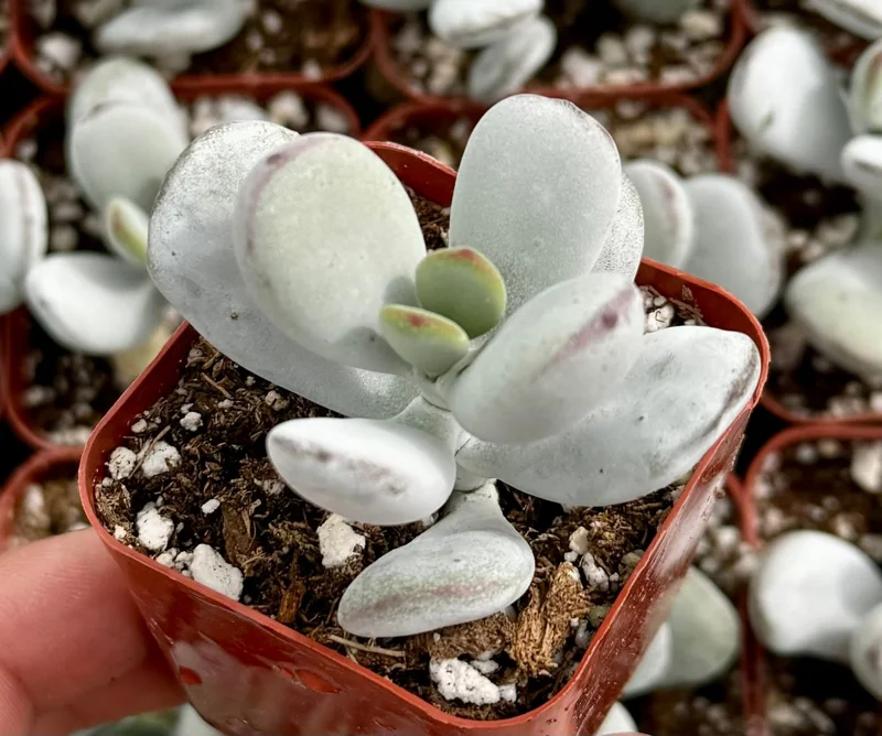 Cotyledon Pendens Live Plant Trailing Succulent 2in 4in 6in Pot - Image 8