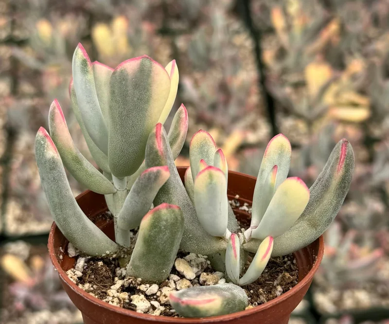 Cotyledon Pendens Live Plant Trailing Succulent 2in 4in 6in Pot - Image 9