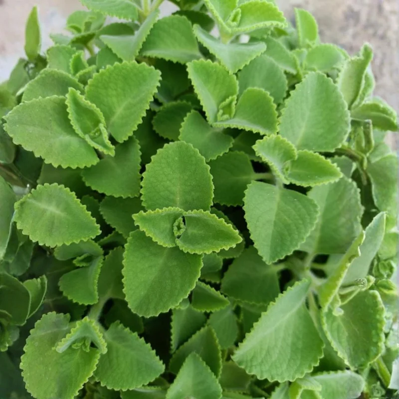 Cuban Oregano Live Plant 4-6'' Tall - Fragrant Herb for Garden & Containers - Image 2