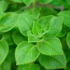 Cuban Oregano Live Plant 4-6'' Tall - Fragrant Herb for Garden & Containers - Image 1