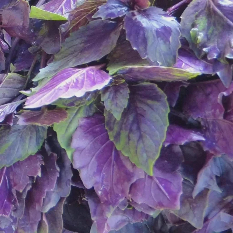 Dark Opal Basil Seeds - NON-GMO Purple Basil Variety Packet Sizes - Image 2