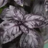 Dark Opal Basil Seeds - NON-GMO Purple Basil Variety Packet Sizes - Image 1