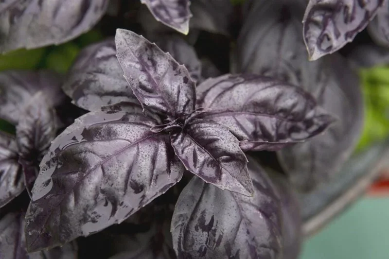 Dark Opal Basil Seeds - NON-GMO Purple Basil Variety Packet Sizes - Image 1