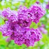 Dark Purple Lilac Tree Live Plant, Quart Pot, Dormant, Zones 3-7, Outdoor - Image 1