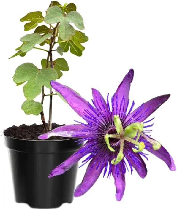 Dark Purple Passion Flower Live Plants, 2-Pack, 4-7 Inch Tall Passiflora Vine for Outdoor - Image 2