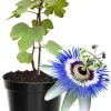 Dark Purple Passion Flower Live Plants, 2-Pack, 4-7 Inch Tall Passiflora Vine for Outdoor - Image 1